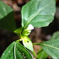 Rungia pectinata (L.) Nees